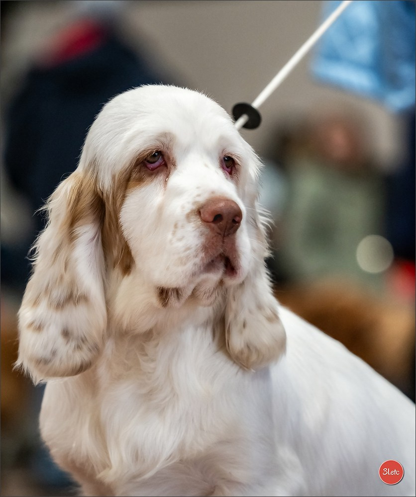 Expo canine  🇫🇷  Angers  22-23/03/2025. Photographe à Strasbourg | Portraits, Studio, Enfants, Événements