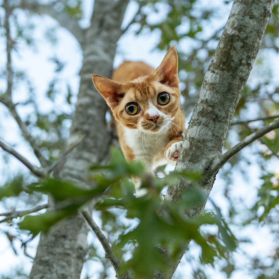 Devon Rex. Photographer Irina Kozhemyakina. Houston