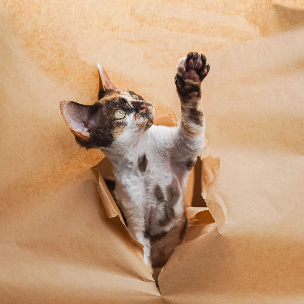 Devon Rex. Photographer Irina Kozhemyakina. Houston