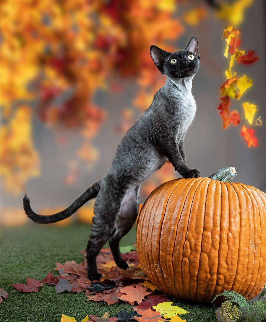 Devon Rex. Photographer Irina Kozhemyakina. Houston