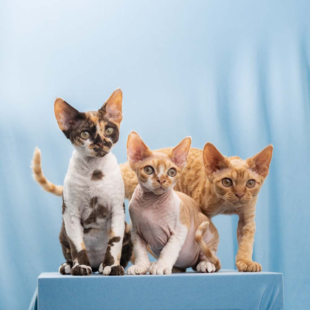 Devon Rex. Photographer Irina Kozhemyakina. Houston