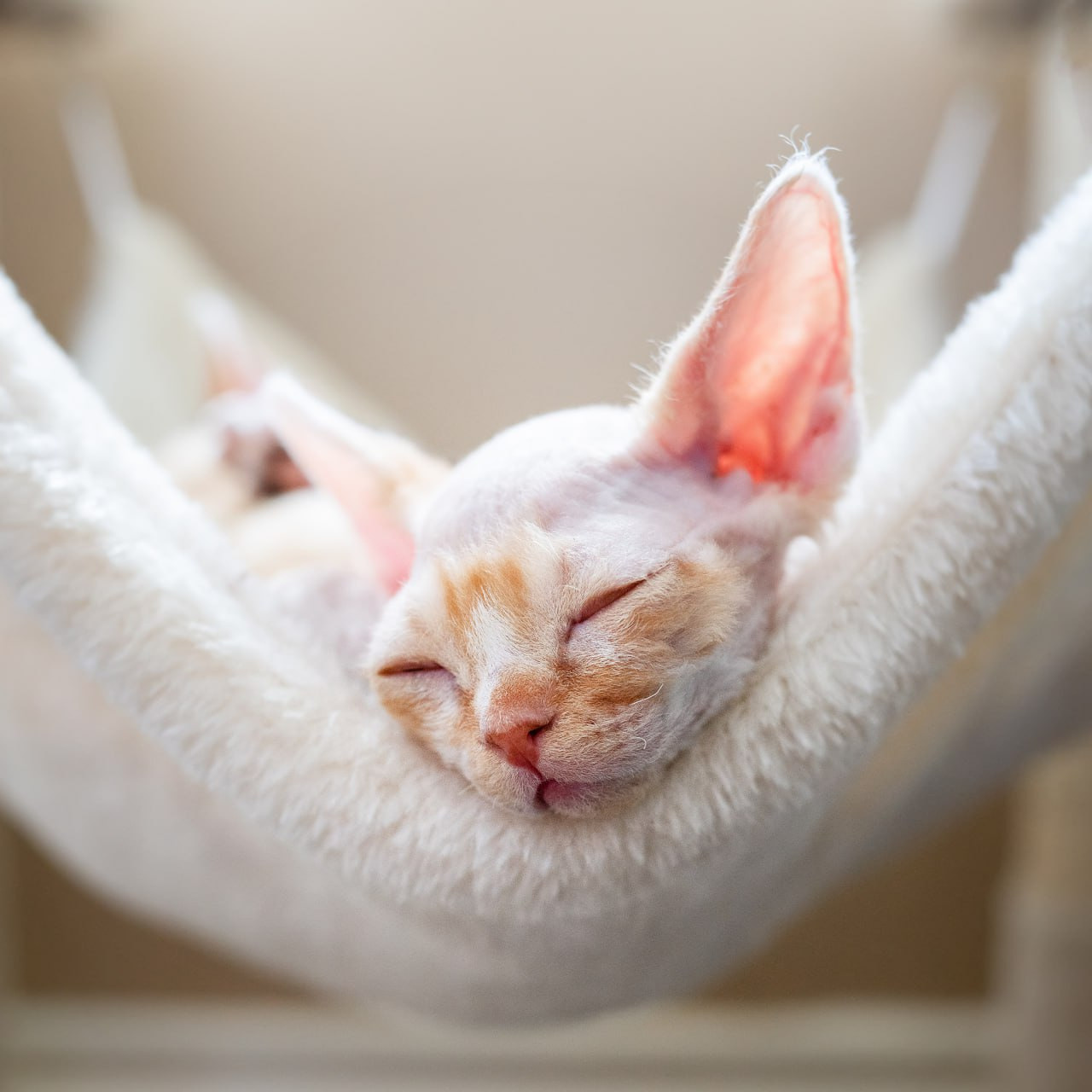 Devon Rex. Photographer Irina Kozhemyakina. Houston