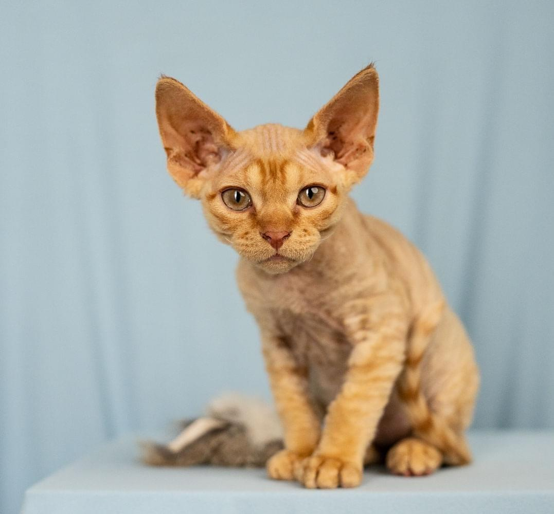 Devon Rex. Photographer Irina Kozhemyakina. Houston