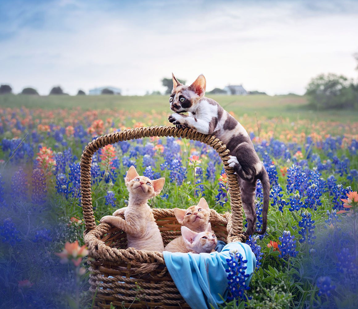 Devon Rex. Photographer Irina Kozhemyakina. Houston