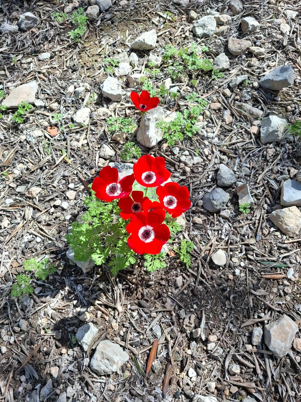 Женский поход с детьми — Клуб «Нортман» | реконструкция. КРиС «Нортман»
