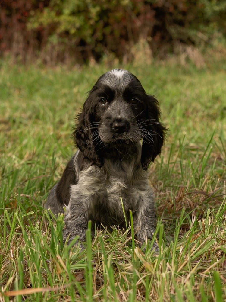 Pet Photography. Romantic & Soulful Photography by Natalia Olhova in Rotterdam