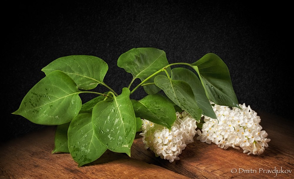 ПРЕДМЕТНАЯ ФОТОГРАФИЯ