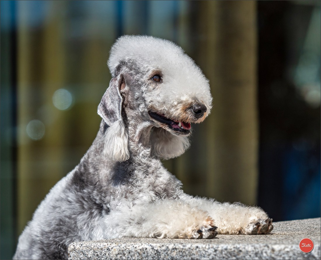 Expo canine   🇫🇷   Mulhouse 5-6/04/2025. Photographe à Strasbourg | Portraits, Studio, Enfants, Événements