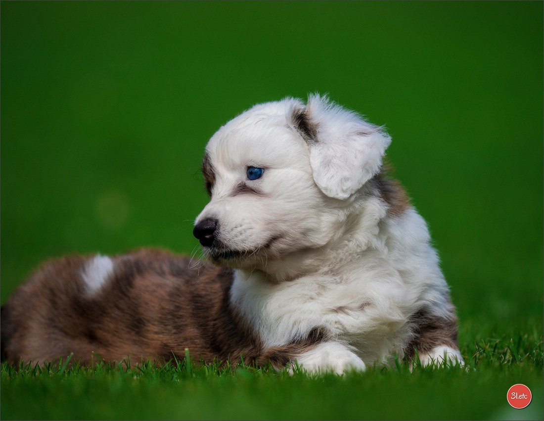 Photographie animalière. Photographe à Strasbourg | Portraits, Studio, Enfants, Événements