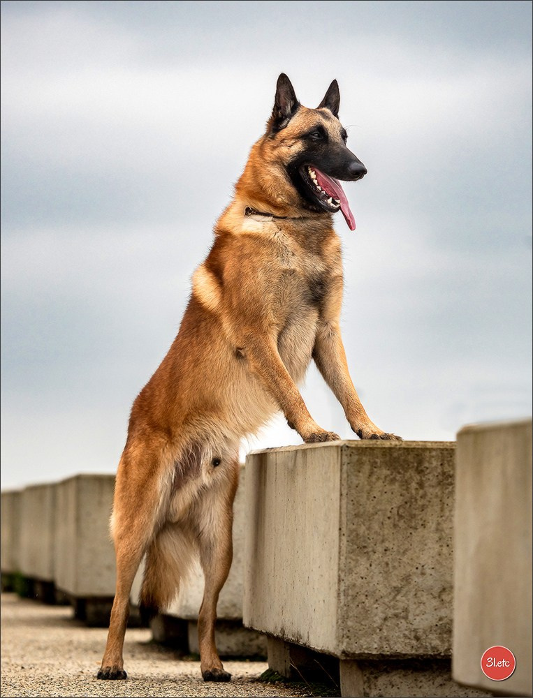 Expo canine 🇫🇷 Angers 22-23/03/2025. Photographe à Strasbourg | Portraits, Studio, Enfants, Événements