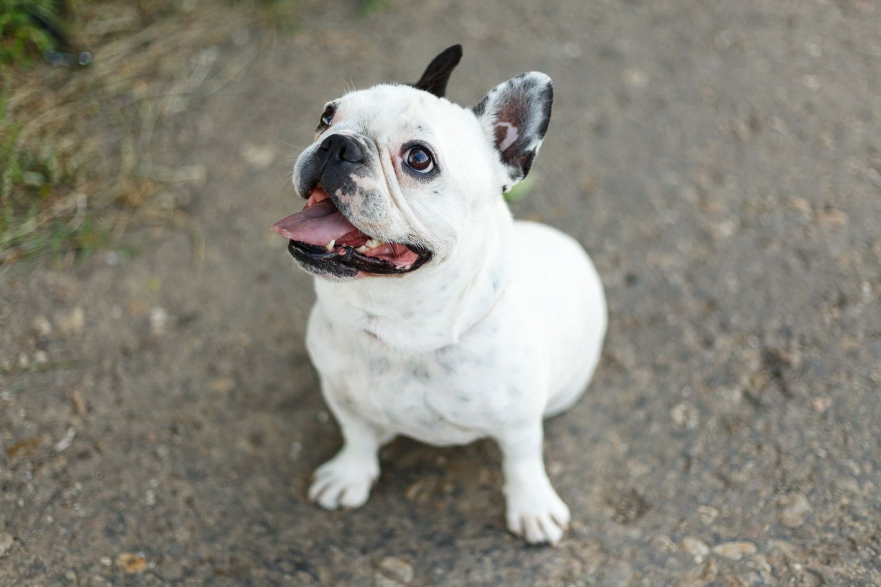 Beli francuski buldog u iščekivanju nagrade – portret psa na otvorenom.