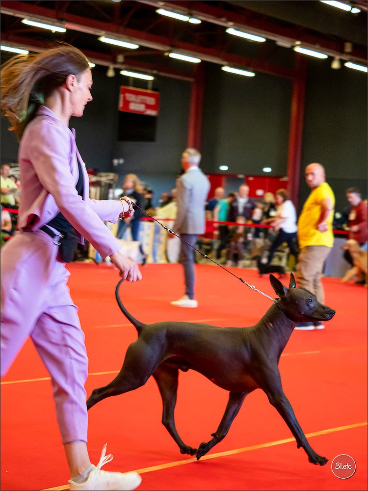 Exposition Canine à  Margny-lès-Compiègne 14-15/09/2024. Photographe à Strasbourg | Portraits, Studio, Enfants, Événements