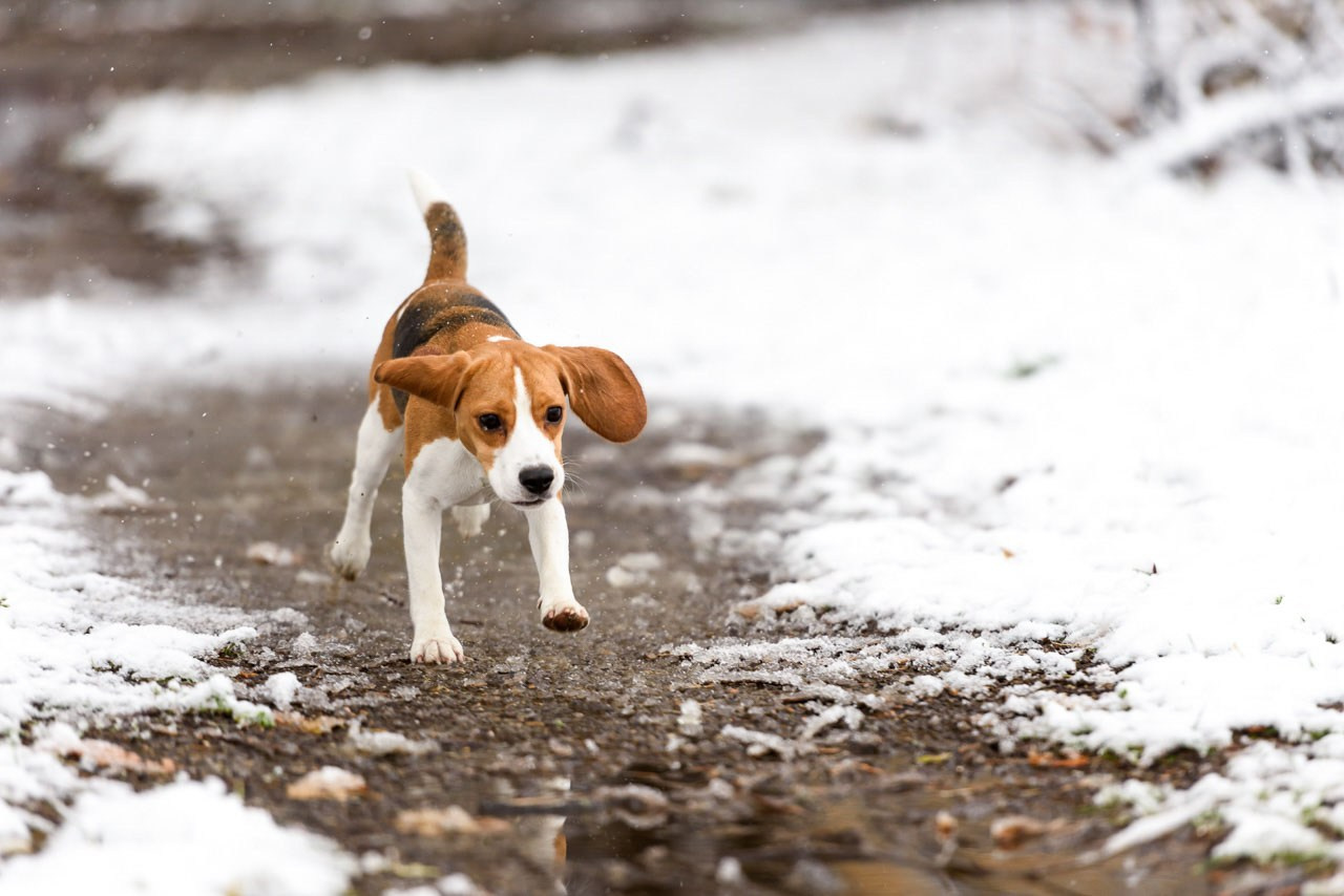 Energija beagla na snežnom terenu – savršena zimska fotografija ljubimca.