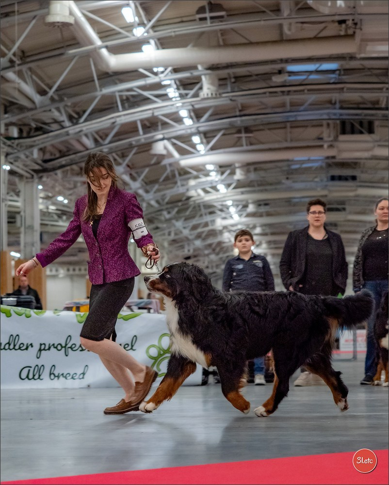 PDS  🇫🇷  Paris Dog Show  🇫🇷  Expo canine  10-11/01/2026. Photographe à Strasbourg | Portraits, Studio, Enfants, Événements