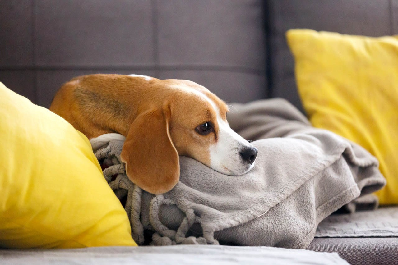 Beagle pas leži na sofi sa žutim jastucima – portret kućnog ljubimca u opuštenom trenutku.