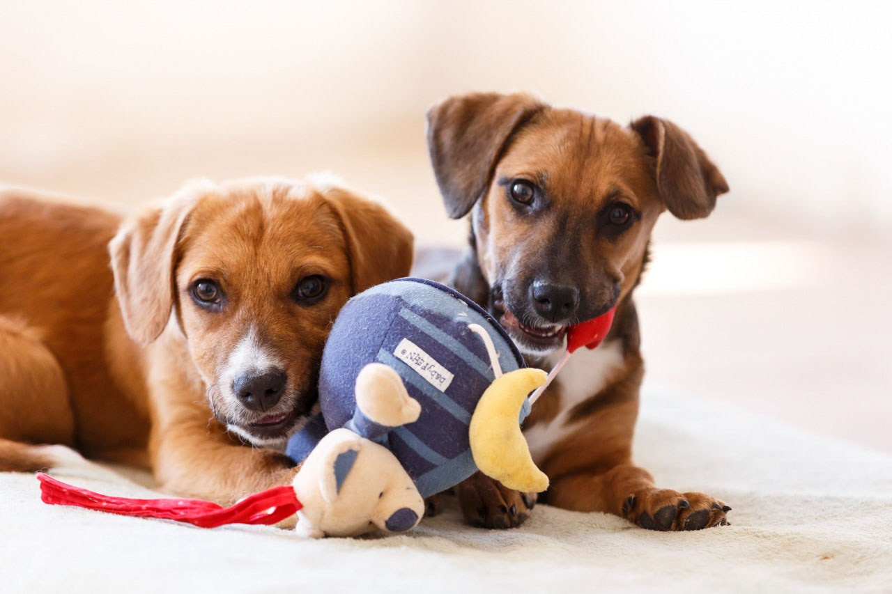 Neodoljivi trenutak igre dva šteneta – savršena fotografija ljubimaca.
