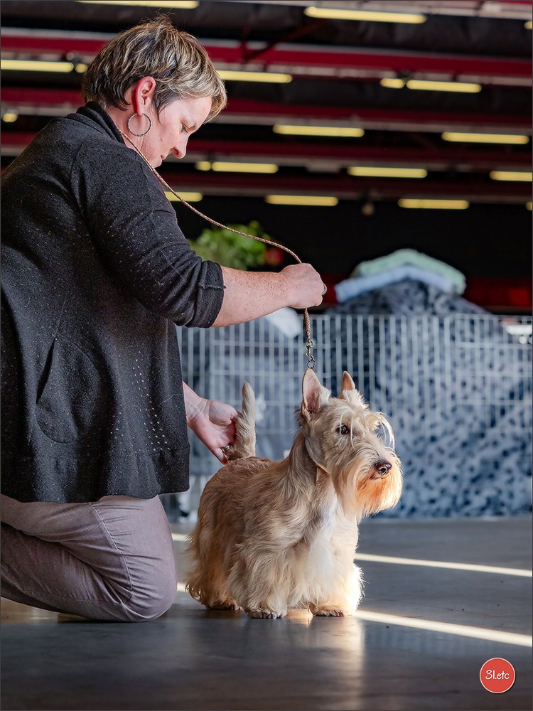 Expo canine 🇫🇷 MARGNY LES COMPIEGNE 06-07/09/2025. Photographe à Strasbourg | Portraits, Studio, Enfants, Événements