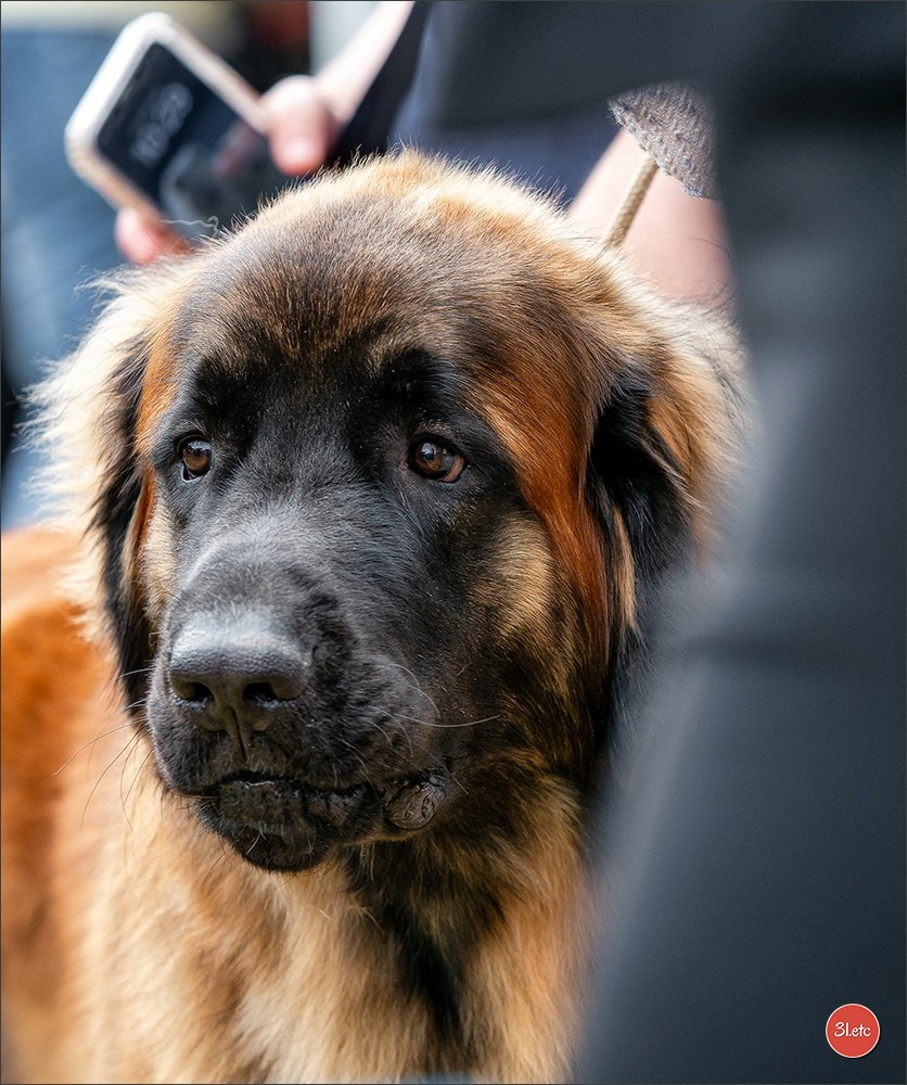 Photographie animalière. Photographe à Strasbourg | Portraits, Studio, Enfants, Événements