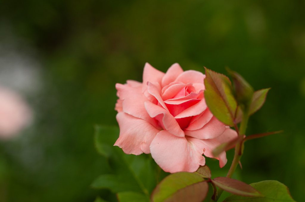 Sigma 50 mm F/1.4 DG HSM Art. Фотограф Григорий Кравец