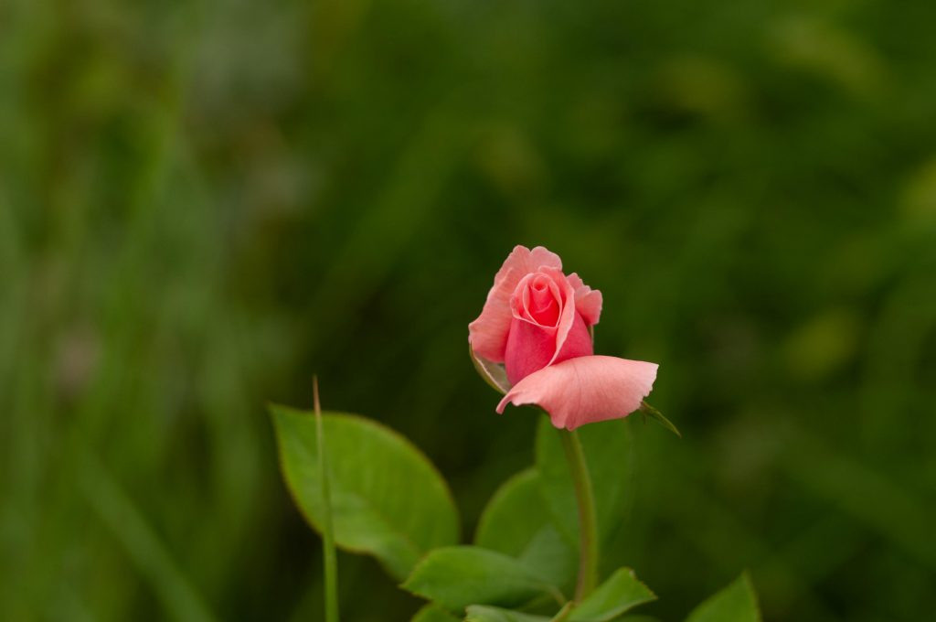 Sigma 50 mm F/1.4 DG HSM Art. Фотограф Григорий Кравец