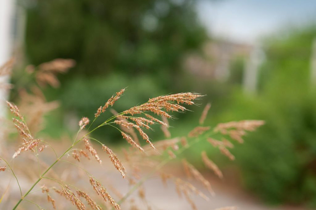 Sigma 50 mm F/1.4 DG HSM Art. Фотограф Григорий Кравец