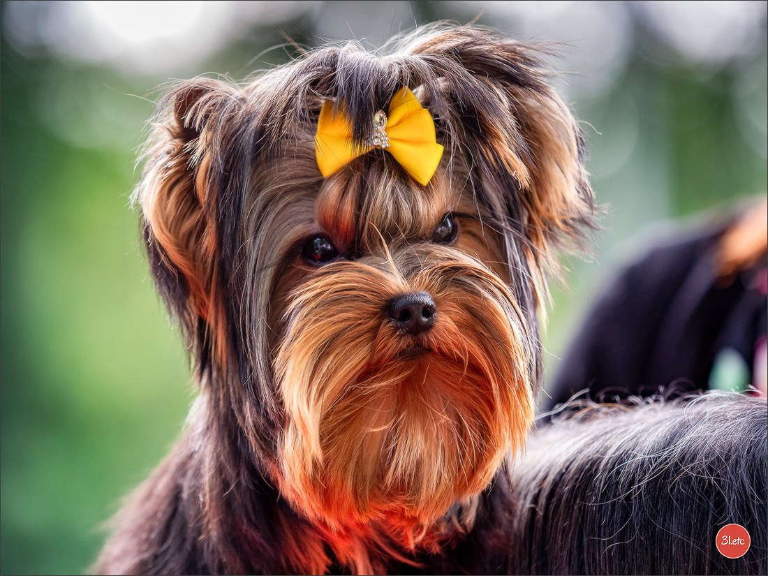 Photographie animalière. Photographe à Strasbourg | Portraits, Studio, Enfants, Événements