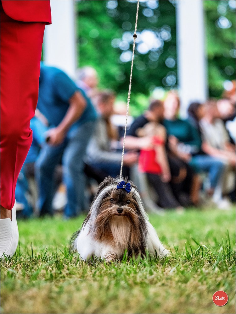 Championnat de France du chien de race  🇫🇷  DIJON (château de Brognon) 7-8/06/2025. Photographe à Strasbourg | Portraits, Studio, Enfants, Événements