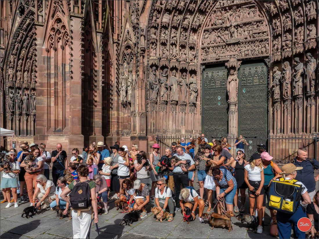 Teckels Parade Strasbourgeoise  Vous pouvez voir le galerie de photos. Photographe à Strasbourg | Portraits, Studio, Enfants, Événements