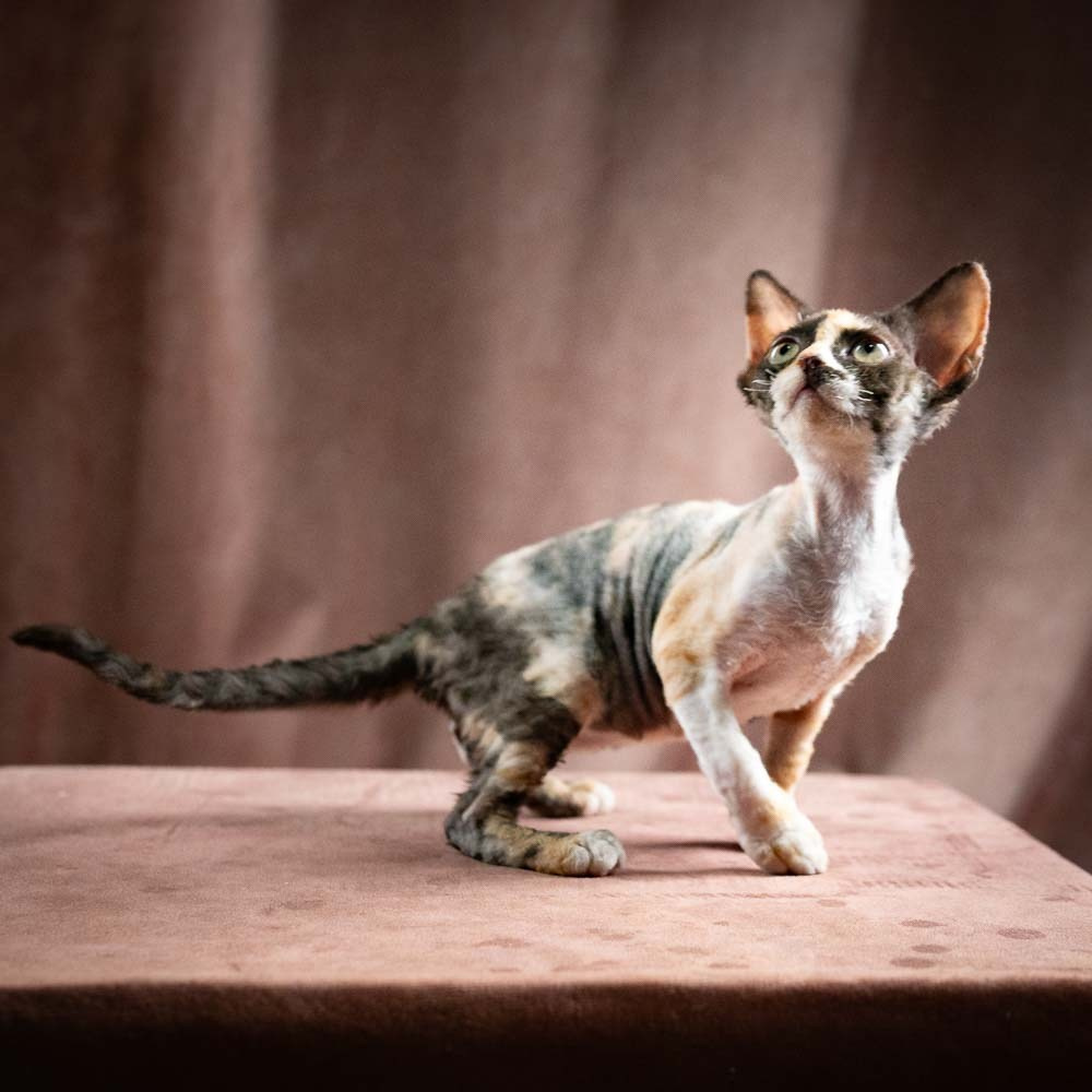 Polly, girl, born 02.11.26. Devon Rex Pixie Cattery