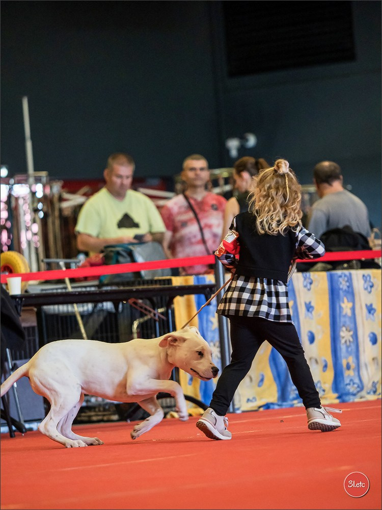Exposition Canine à  Margny-lès-Compiègne 14-15/09/2024. Photographe à Strasbourg | Portraits, Studio, Enfants, Événements