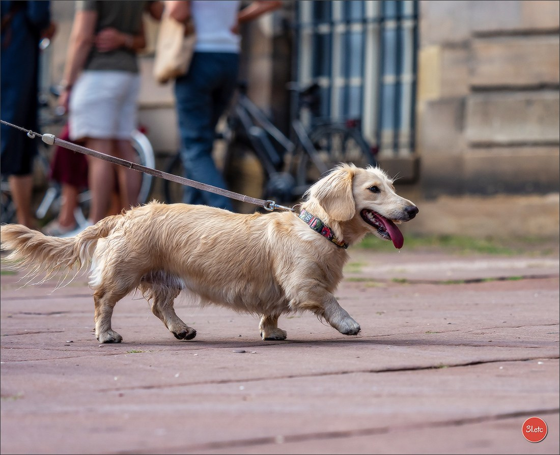 Teckels Parade Strasbourgeoise  Vous pouvez voir le galerie de photos. Photographe à Strasbourg | Portraits, Studio, Enfants, Événements