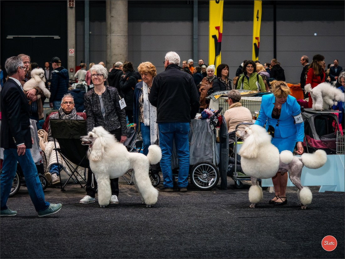 🇩🇪 Offenburg  International Dogshow 09-10.03.24 🇩🇪. Photographe à Strasbourg | Portraits, Studio, Enfants, Événements