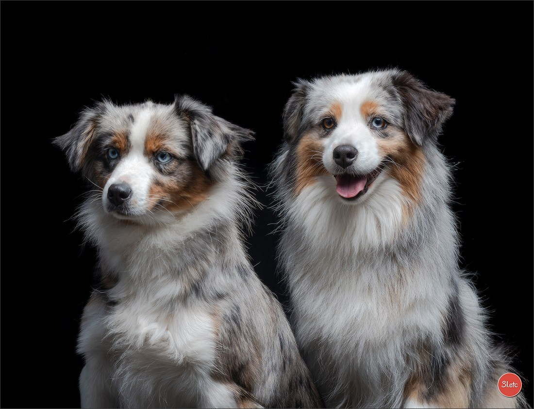 Domaine de la patte blanche. Photographe à Strasbourg | Portraits, Studio, Enfants, Événements