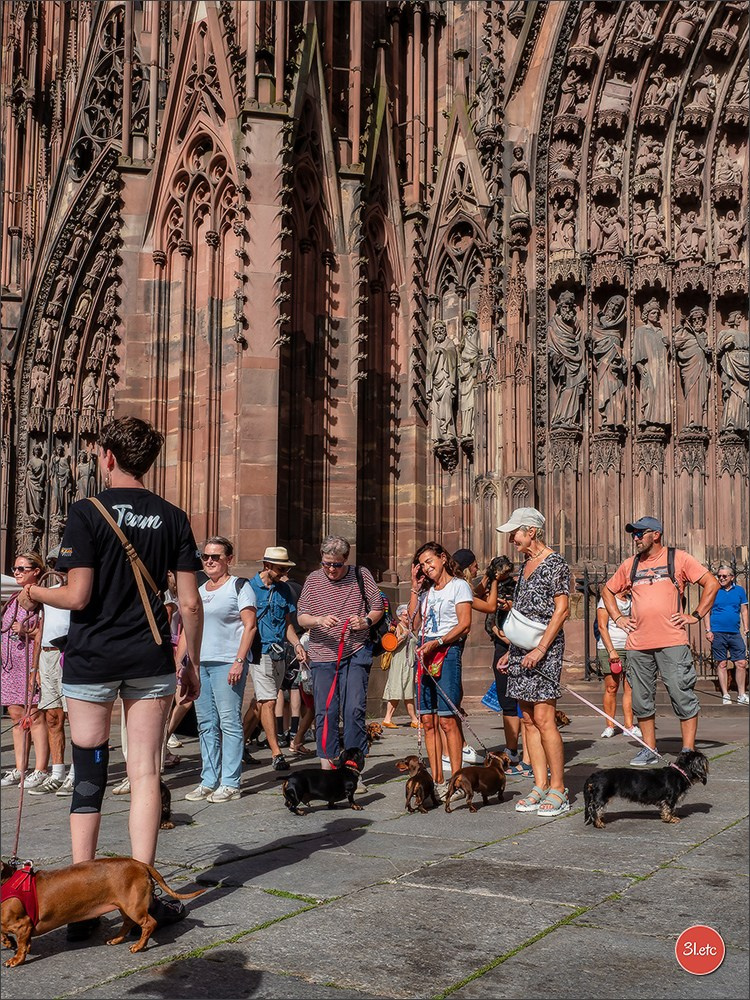 Teckels Parade Strasbourgeoise  Vous pouvez voir le galerie de photos. Photographe à Strasbourg | Portraits, Studio, Enfants, Événements