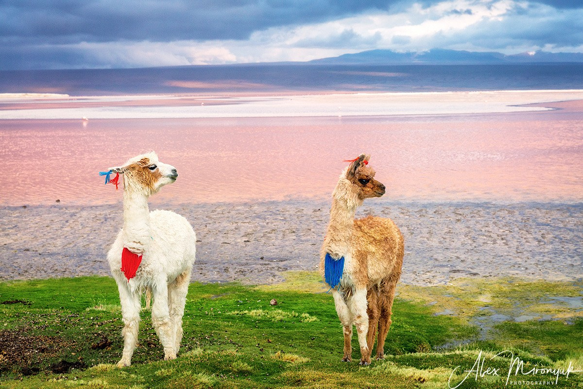 Bolivia Adventure — 2025. Pet, Senior, Landscape, portrait studio, photographer in Miami and Sou