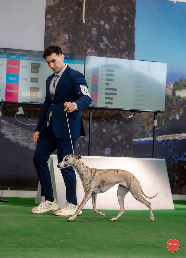 Dog Show  🇮🇹  San Marino. Photographe à Strasbourg | Portraits, Studio, Enfants, Événements