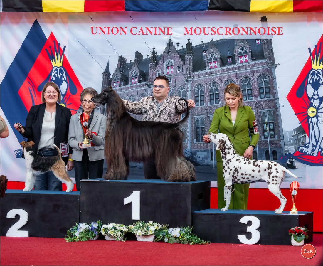 À l'exposition de Mouscron 🇧🇪 #dogshow #dogsphotography #expocanine #photopets #pets #dogs #aminalier #animals #mouscron #mouscron2025. Photographe à Strasbourg | Portraits, Studio, Enfants, Événements