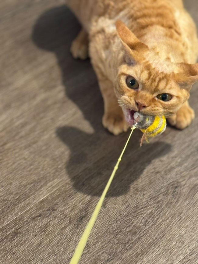 Dorito, boy, born on 06.06.24 SOLD. Devon Rex Pixie Cattery