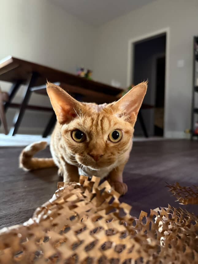 Dorito, boy, born on 06.06.24 SOLD. Devon Rex Pixie Cattery