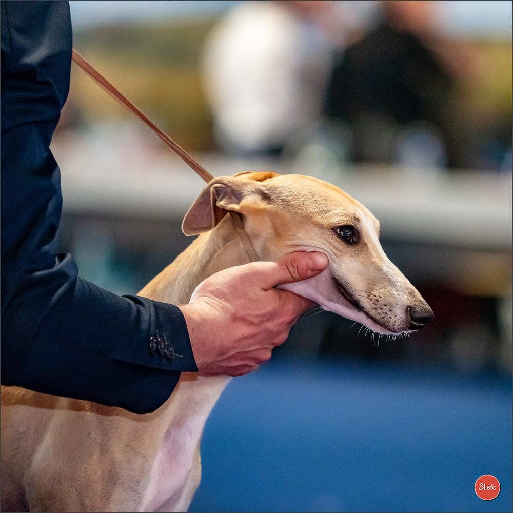 Expositions canines des 6 & 7 avril 2024 NDS Mulhouse, France. Photographe à Strasbourg | Portraits, Studio, Enfants, Événements