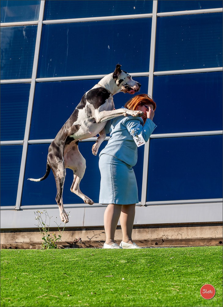 🇫🇷Exposition Canine Internationale de Perpignan. Photographe à Strasbourg | Portraits, Studio, Enfants, Événements