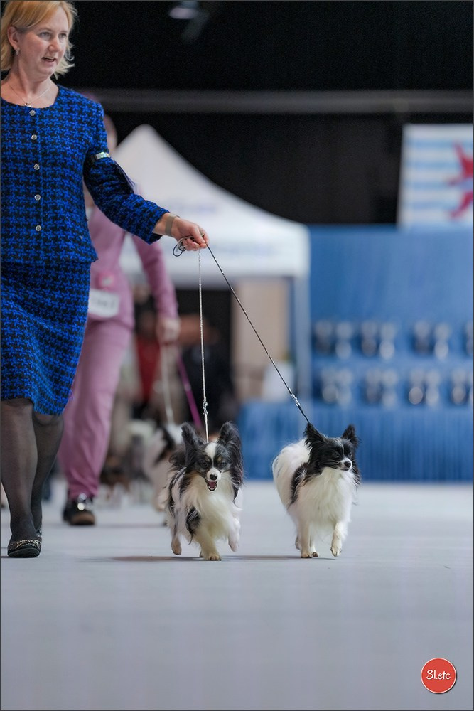 🇱🇺 LUXEMBOURG 🇱🇺 International Dog Show 4-5/04/2026. Photographe à Strasbourg | Portraits, Studio, Enfants, Événements