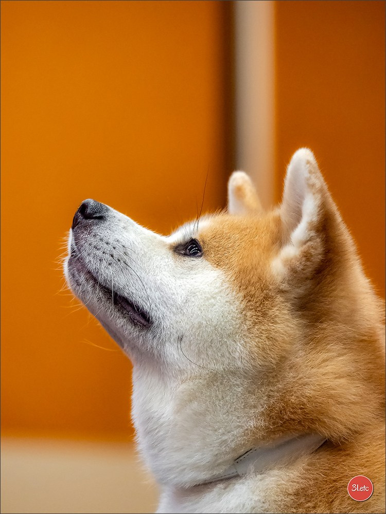Photographie animalière. Photographe à Strasbourg | Portraits, Studio, Enfants, Événements