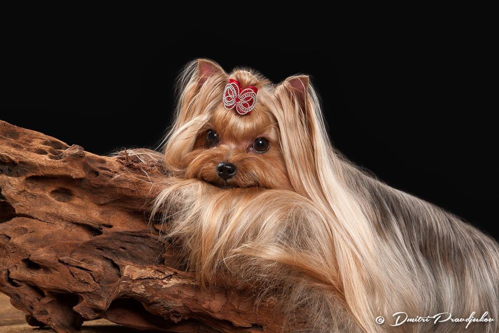 LEMMIKLOOMADE PILDISTAMINE