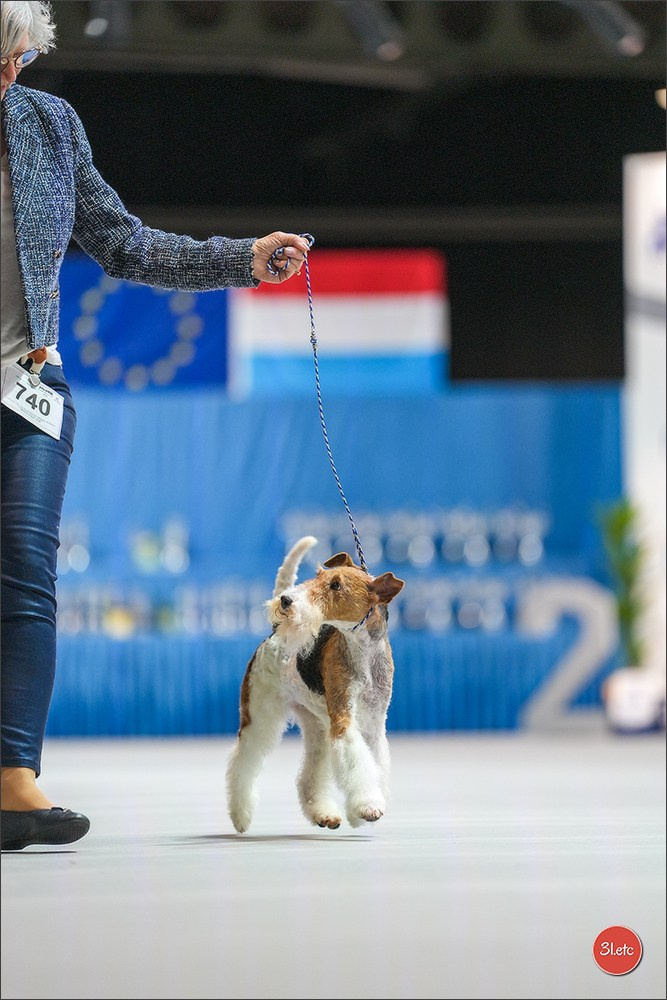 🇱🇺 LUXEMBOURG 🇱🇺 International Dog Show 4-5/04/2026. Photographe à Strasbourg | Portraits, Studio, Enfants, Événements