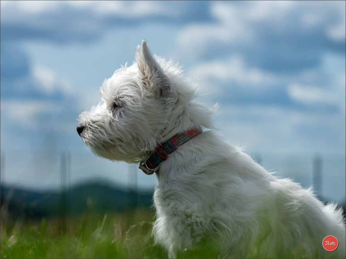 Exposition Canine à  Margny-lès-Compiègne 14-15/09/2024. Photographe à Strasbourg | Portraits, Studio, Enfants, Événements