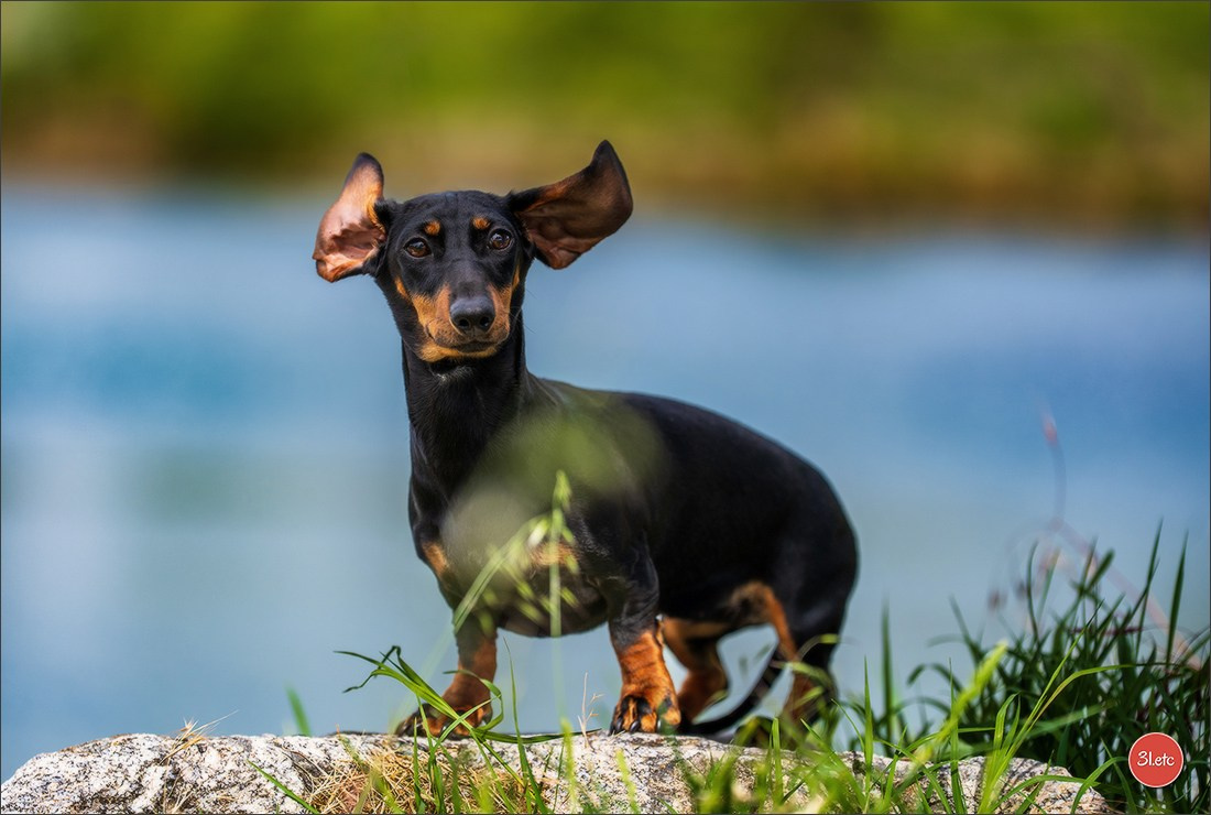 Photographie animalière. Photographe à Strasbourg | Les animaux, Portraits, Studio, Événements