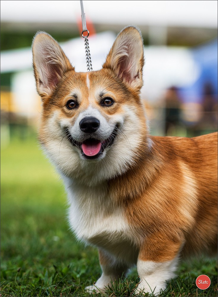 Photographie animalière. Photographe à Strasbourg | Portraits, Studio, Enfants, Événements