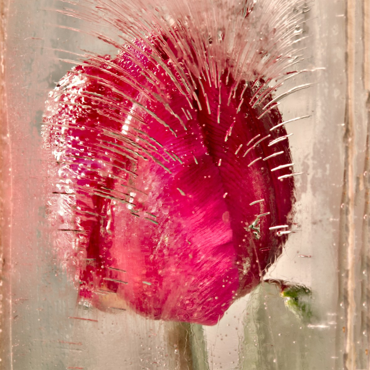ALL RIGHTS RESERVED All images can be printed in 100 x 100 cm and 100 x 150 cm formats on the best fine art media. Other formats are available upon request. For further information, please contact the links on the main page of the site.