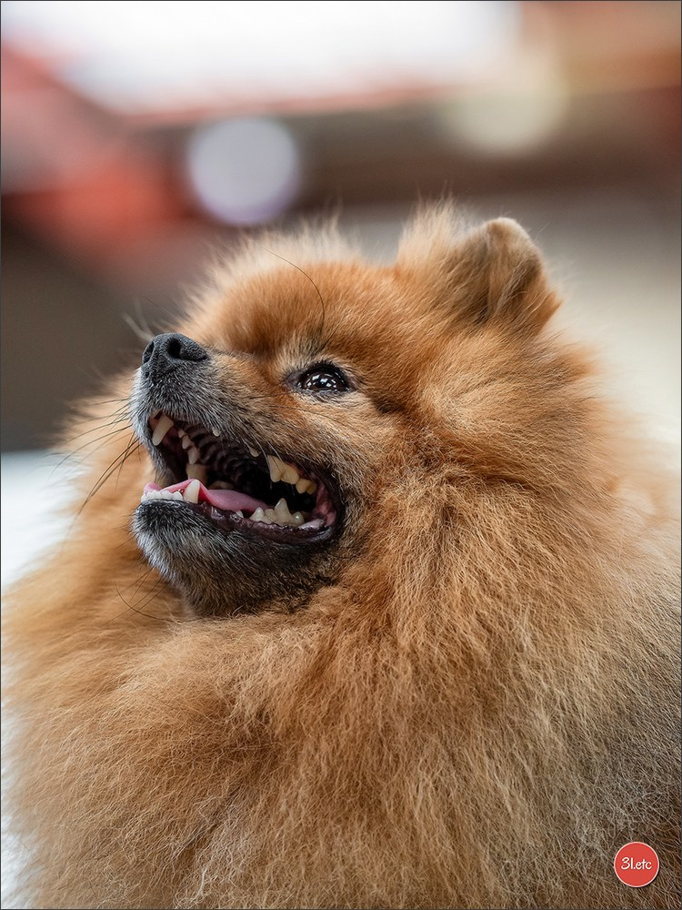 Expo canine 🇫🇷 MARGNY LES COMPIEGNE 06-07/09/2025. Photographe à Strasbourg | Portraits, Studio, Enfants, Événements